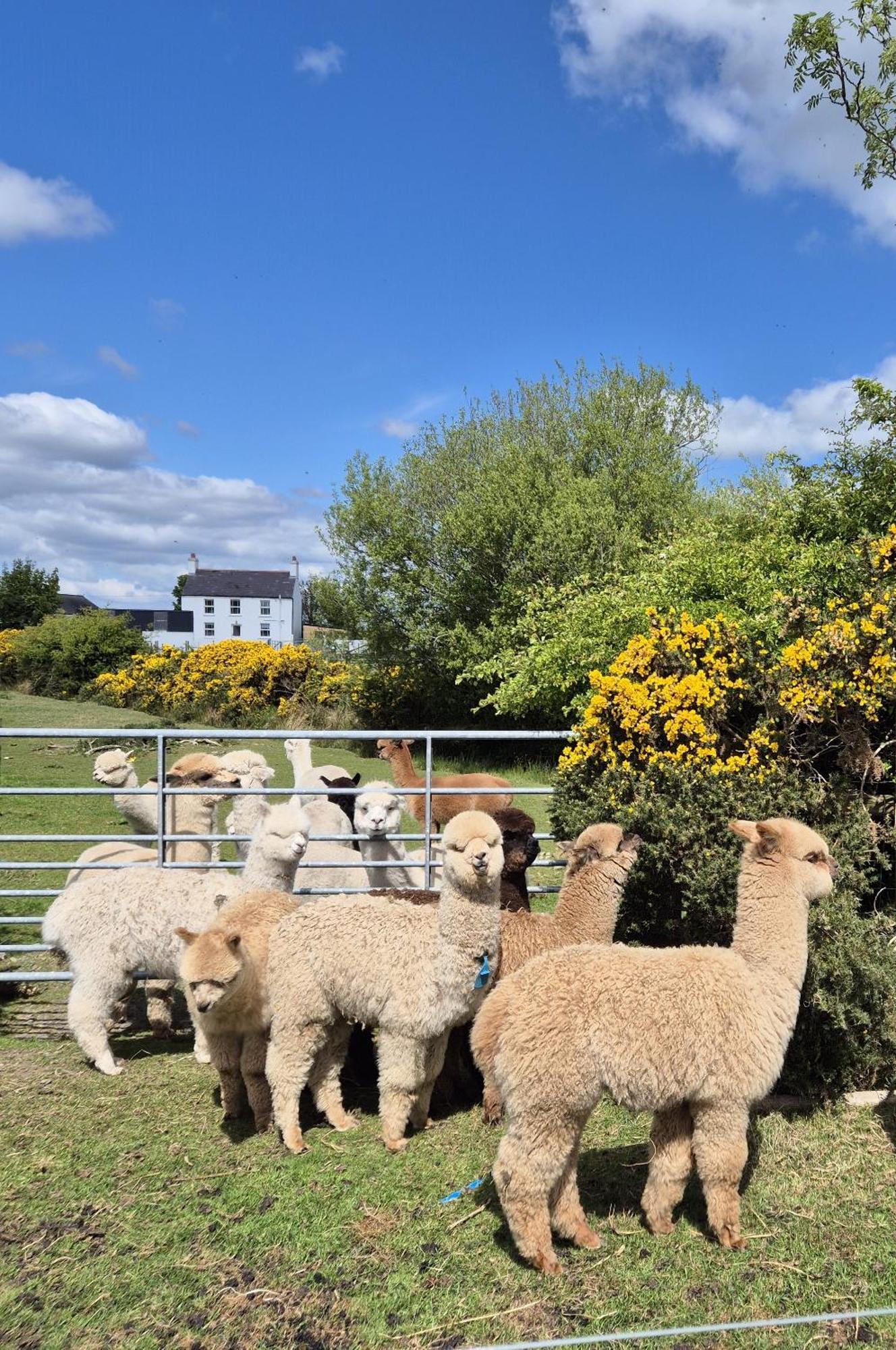 The Alpaca Farmhouse With Hot Tub And Alpaca Experience Included Dromara Exterior photo